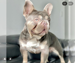 Small Photo #1 French Bulldog Puppy For Sale in CARVER, OR, USA