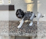 Small #1 Bernedoodle