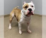 Small American Bulldog Mix