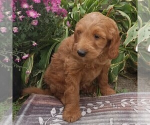 Goldendoodle (Miniature) Puppy for sale in ARTHUR, IL, USA