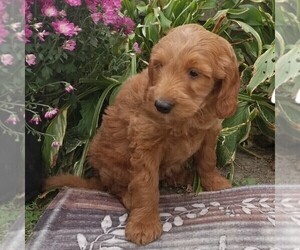 Medium Goldendoodle (Miniature)