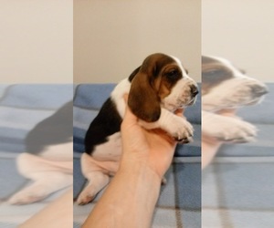 Basset Hound Puppy for sale in GOSHEN, NC, USA