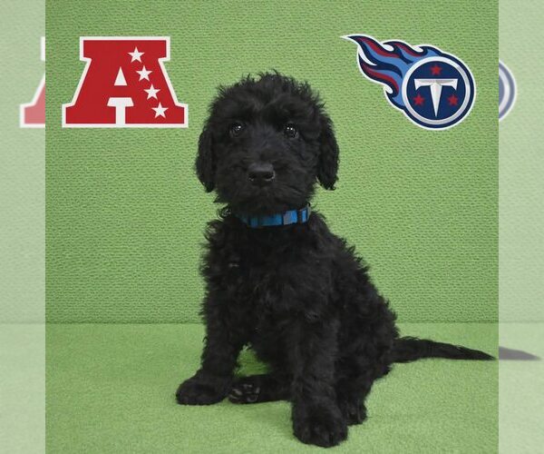 Medium Photo #1 Poodle (Standard)-Unknown Mix Puppy For Sale in New Oxford , PA, USA