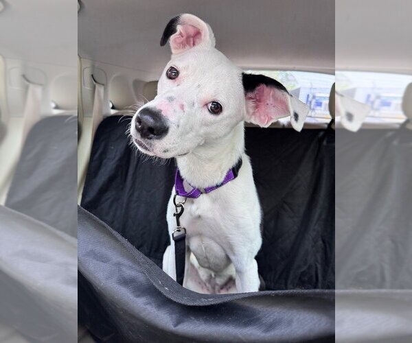 Medium Photo #4 Border Collie-Unknown Mix Puppy For Sale in Boston, MA, USA