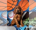 Small Photo #1 Irish Setter Puppy For Sale in BIRD IN HAND, PA, USA