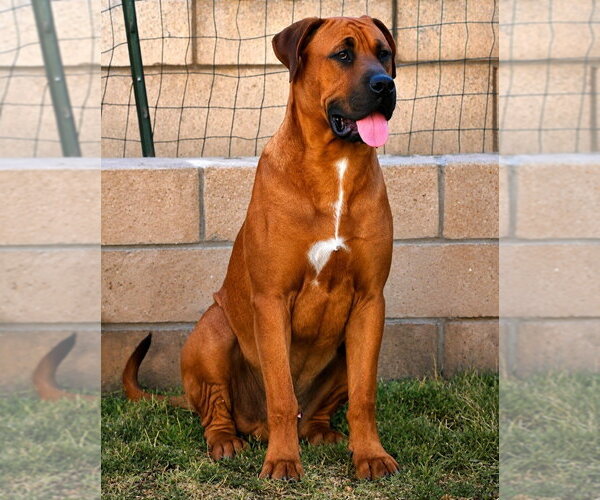 Medium Photo #6 Rhodesian Ridgeback Puppy For Sale in Lake Forest, CA, USA