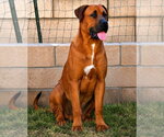 Small #5 Rhodesian Ridgeback