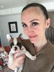 French Bulldog Puppy for sale in DES MOINES, IA, USA