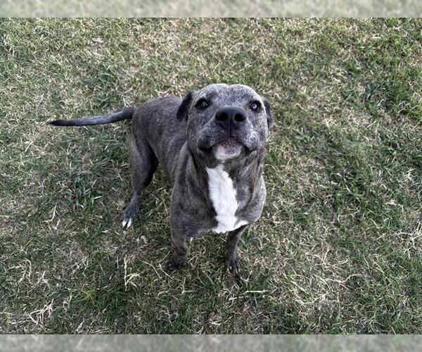 Medium Photo #2 American Staffordshire Terrier-Unknown Mix Puppy For Sale in Grand Prairie, TX, USA