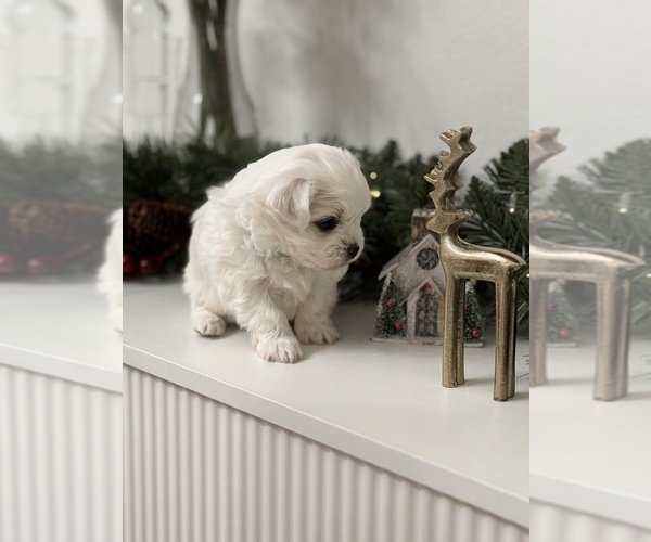 Medium Photo #11 Maltese Puppy For Sale in CITRUS HEIGHTS, CA, USA