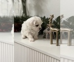 Small #10 Maltese