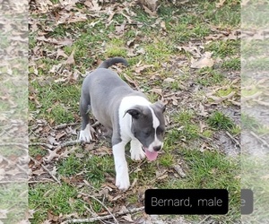 American Bully Dog for Adoption in LA GRANGE, North Carolina USA