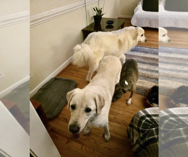 Medium Photo #5 Labrador Retriever Puppy For Sale in Thomasville, NC, USA