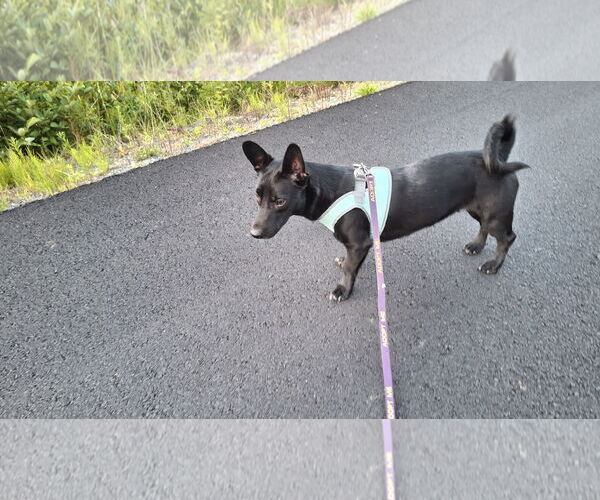 Medium Photo #2 Dachshund-Unknown Mix Puppy For Sale in Sebec, ME, USA