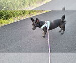 Small #1 Dachshund Mix