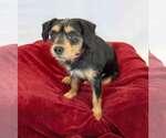 Small #4 Colonial Cocker Spaniel Mix