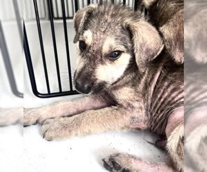 Labrador Retriever-Unknown Mix Dogs for adoption in Houston, TX, USA