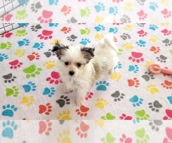 Medium Photo #9 Papitese Puppy For Sale in ORO VALLEY, AZ, USA