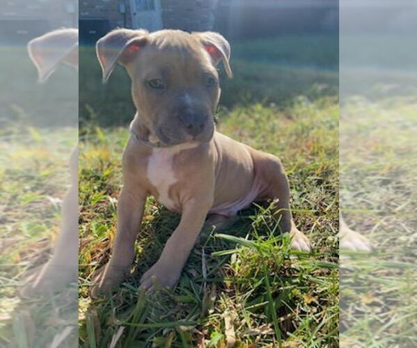Medium Photo #8 American Pit Bull Terrier Puppy For Sale in ROSSVILLE, GA, USA