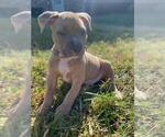 Small Photo #8 American Pit Bull Terrier Puppy For Sale in ROSSVILLE, GA, USA