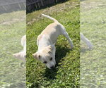 Small #3 Jack Russell Terrier Mix