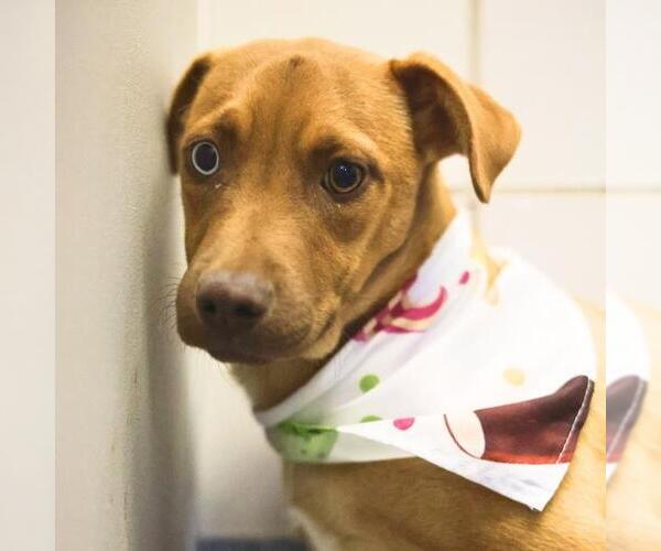 Medium Photo #1 Mutt Puppy For Sale in San Antonio, TX, USA