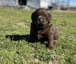 Small Photo #5 Labrador Retriever Puppy For Sale in LIBERTY HILL, TX, USA