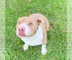 Small #1 American Bulldog