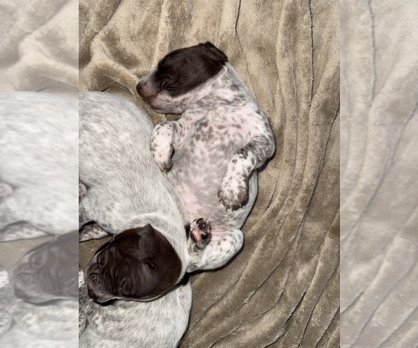 Medium Photo #6 German Shorthaired Pointer Puppy For Sale in CHARLOTTESVILLE, VA, USA