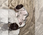 Small #5 German Shorthaired Pointer