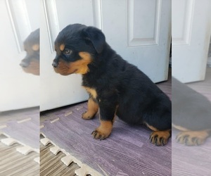 Rottweiler Puppy for Sale in RIVERSIDE, California USA