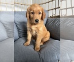 Small #5 Golden Retriever