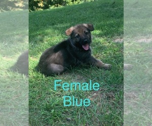 German Shepherd Dog Puppy for Sale in PORTSMOUTH, Ohio USA