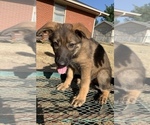 Small Photo #1 German Shepherd Dog Puppy For Sale in MIDWEST CITY, OK, USA