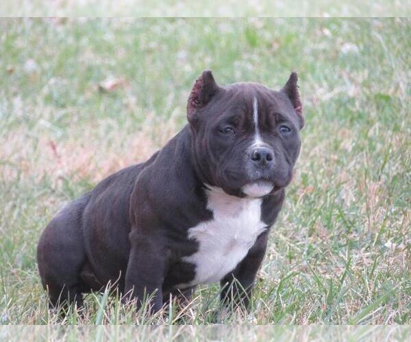 Medium Photo #1 American Bully Puppy For Sale in BURLINGTON JUNCTION, MO, USA