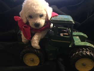 Bichon Frise Puppy for sale in DICKINSON, TX, USA