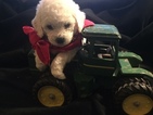 Small Photo #1 Bichon Frise Puppy For Sale in DICKINSON, TX, USA
