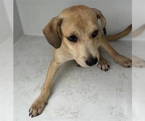 Labrador Retriever-Unknown Mix Dogs for adoption in Houston, TX, USA