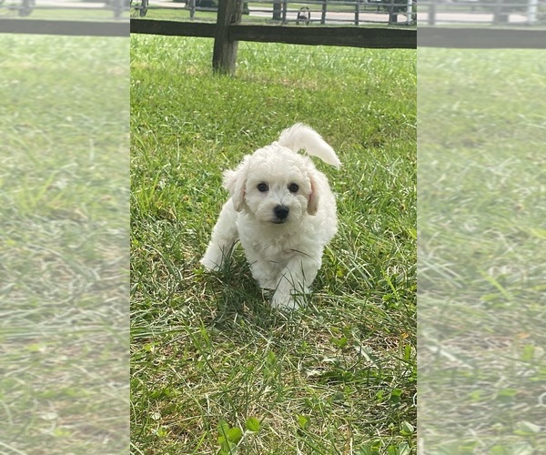 Medium Photo #2 Bichon Frise Puppy For Sale in CANOGA, NY, USA
