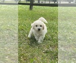 Small #1 Bichon Frise