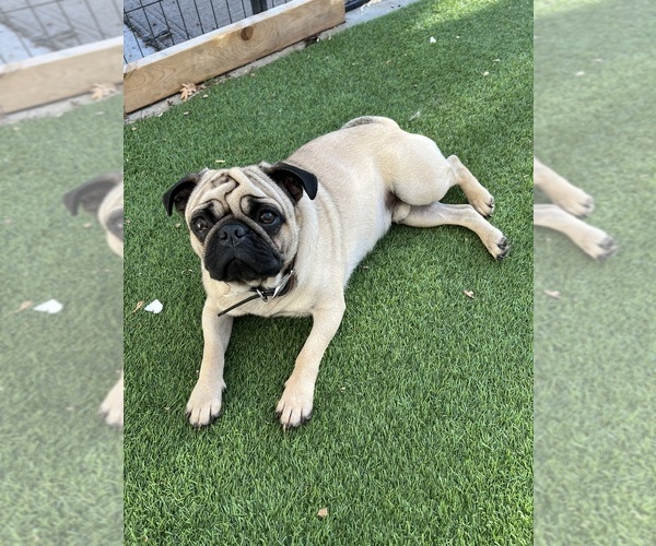 Medium Photo #1 Pug Puppy For Sale in MINNETONKA, MN, USA