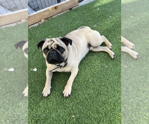 Pug Puppy for sale in MINNETONKA, MN, USA