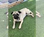 Small Pug