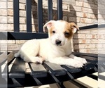 Small #1 Australian Cattle Dog