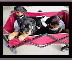 Rottweiler Puppy for sale in ANAHUAC, TX, USA