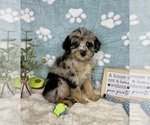 Small #2 Bernedoodle (Miniature)