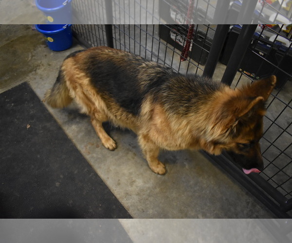 Medium Photo #1 German Shepherd Dog Puppy For Sale in NEOSHO, MO, USA