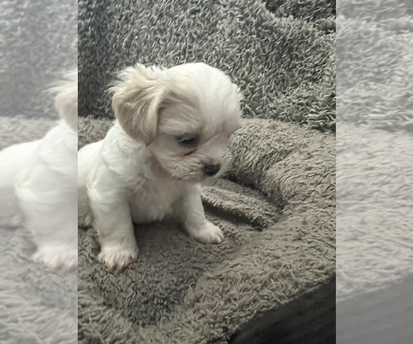Medium Photo #34 Zuchon Puppy For Sale in RENO, NV, USA