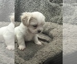 Small Photo #34 Zuchon Puppy For Sale in RENO, NV, USA