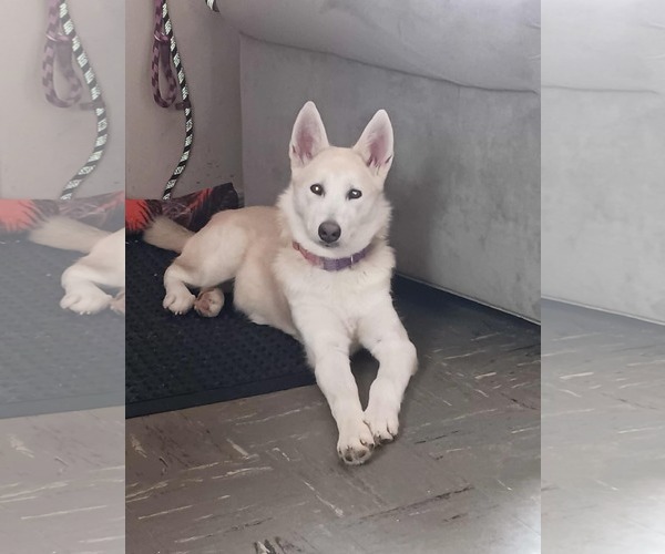 Medium Photo #5 Alaskan Malamute-German Shepherd Dog Mix Puppy For Sale in Clinton , MI, USA